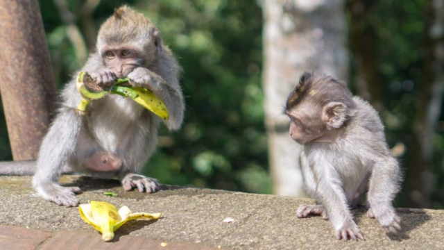 Evil-genius monkeys in Bali are swindling unsuspecting tourists