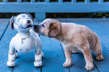 Aibo Land:   -
