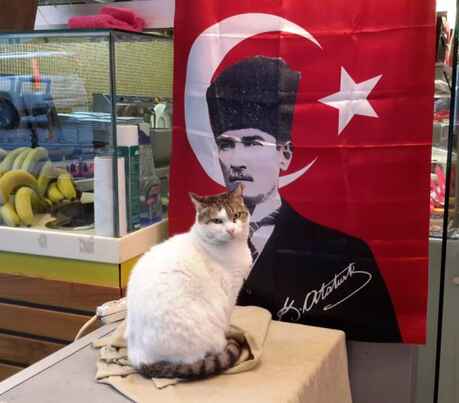 Turkish Airlines        $99  